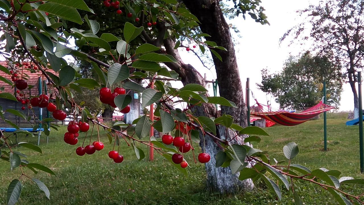 Pensiunea Tabacaru Peștera Bagian luar foto