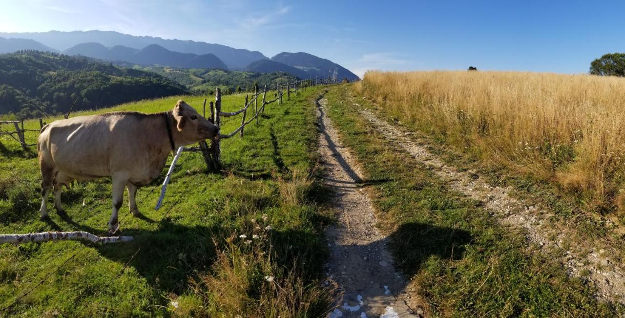 Pensiunea Tabacaru Peștera Bagian luar foto