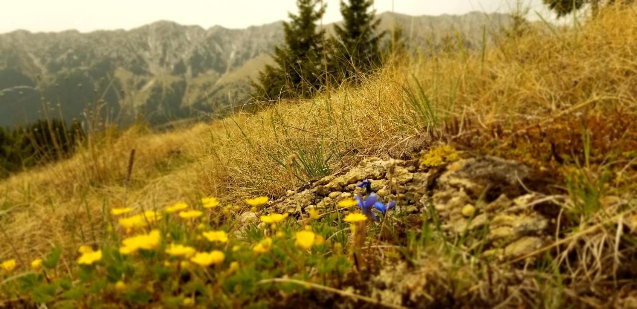Pensiunea Tabacaru Peștera Bagian luar foto